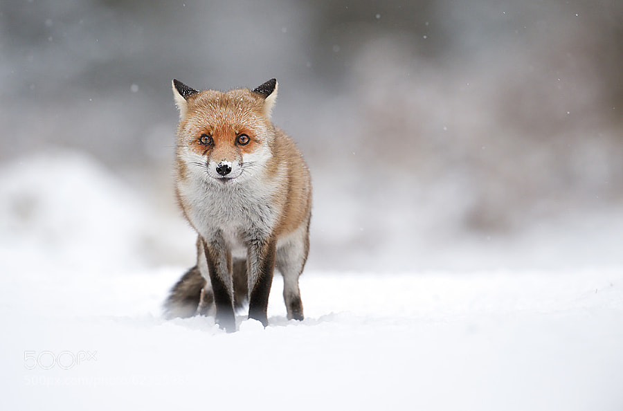 Photograph Red fox in falling snow by Mark Davies on 500px