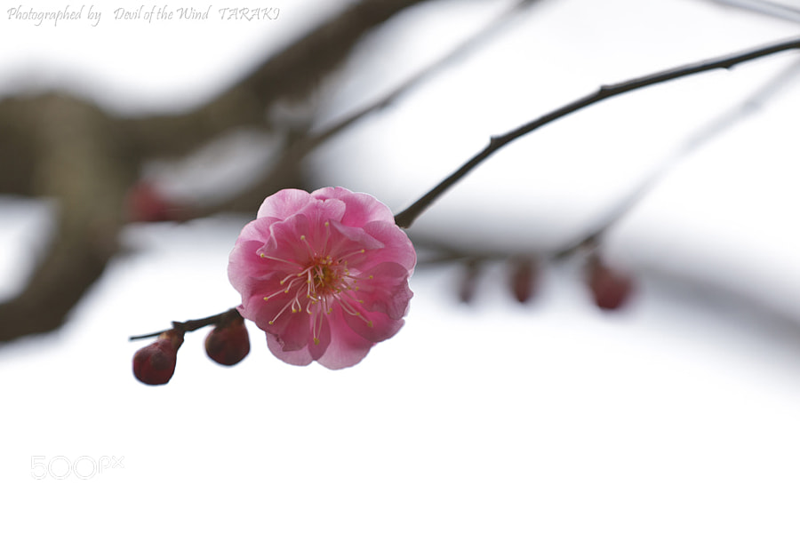 Photograph Blossom by Ki-Dong Hong on 500px
