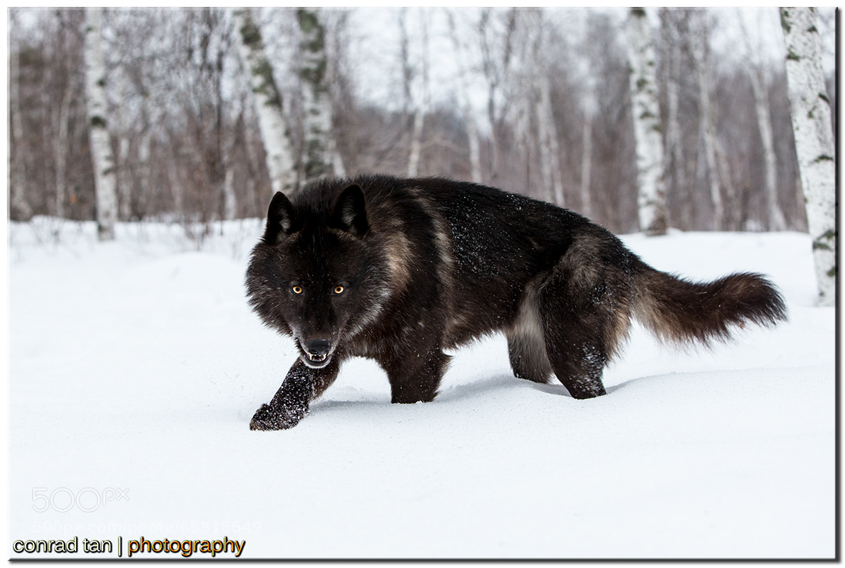 Black Timberwolf Dog
