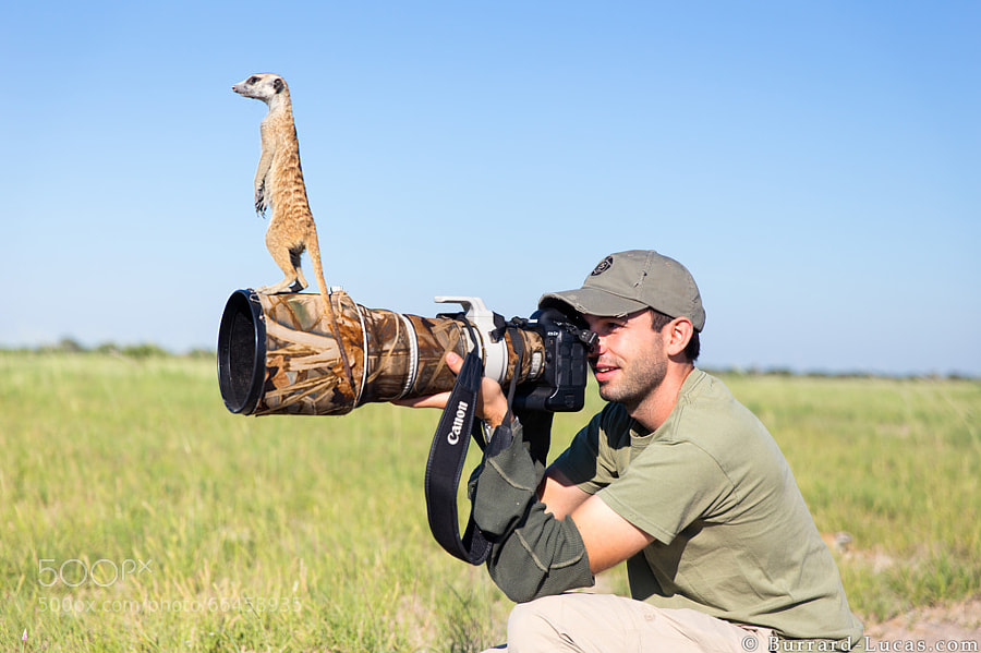 Photograph Meerkat by Will Burrard-Lucas on 500px