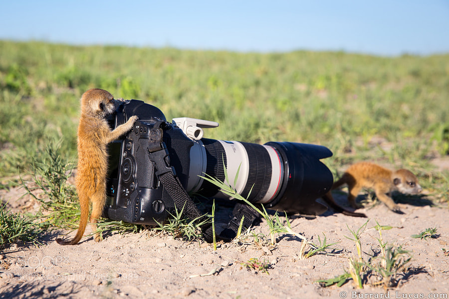 Photograph New Assistants by Will Burrard-Lucas on 500px