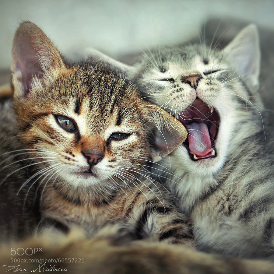 Photograph Sing for me by Zoran Milutinovic on 500px