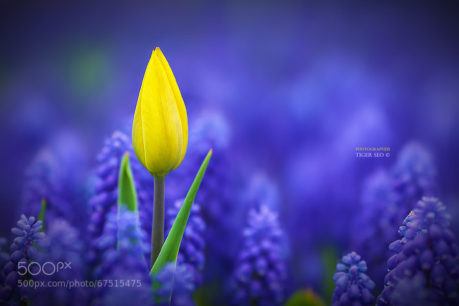 Photograph yellow? by Tiger Seo on 500px