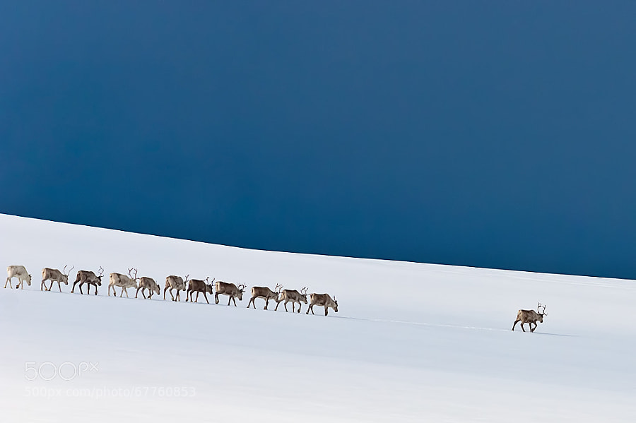 Photograph Follow the Leader by Stefan Brenner on 500px