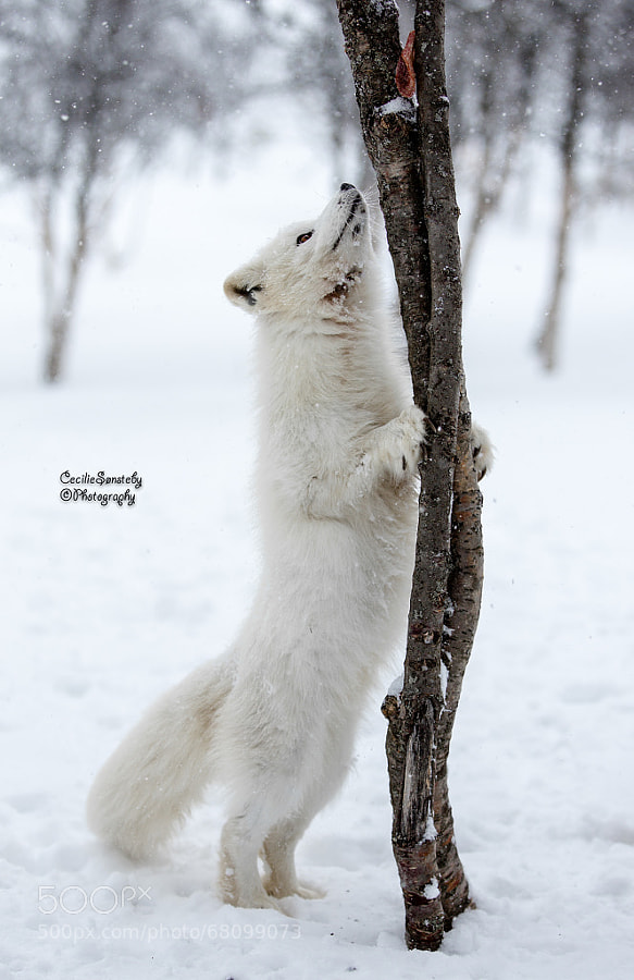 Photograph Just out of reach by Cecilie Sønsteby on 500px