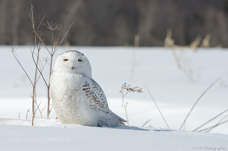 Photograph Smiling snowy owl by Chantal Pimparé on 500px