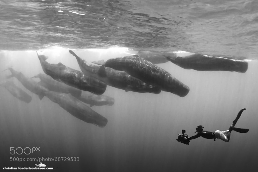 Photograph Swimming With Giants (B&W) by Christian Loader on 500px