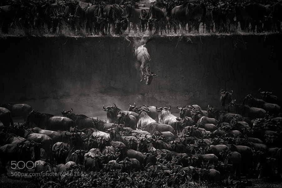 Photograph The great migration by Nicole Cambré on 500px