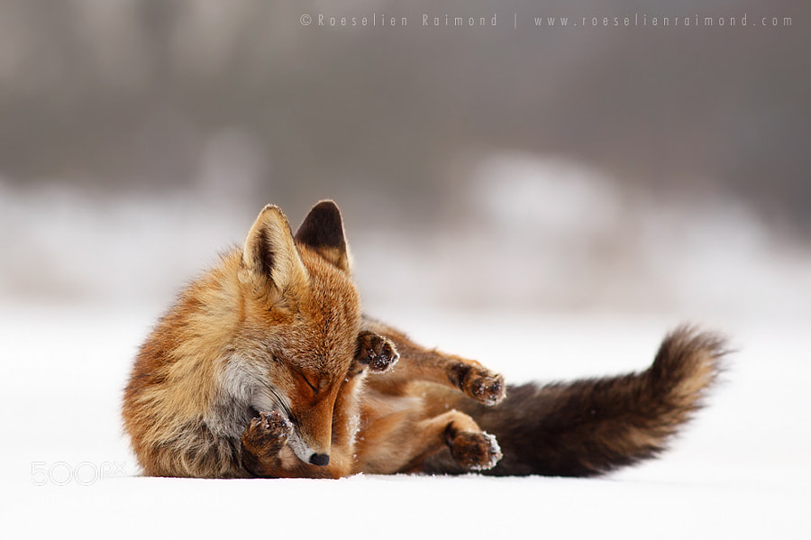 Photograph Comfortably Fox by Roeselien Raimond on 500px
