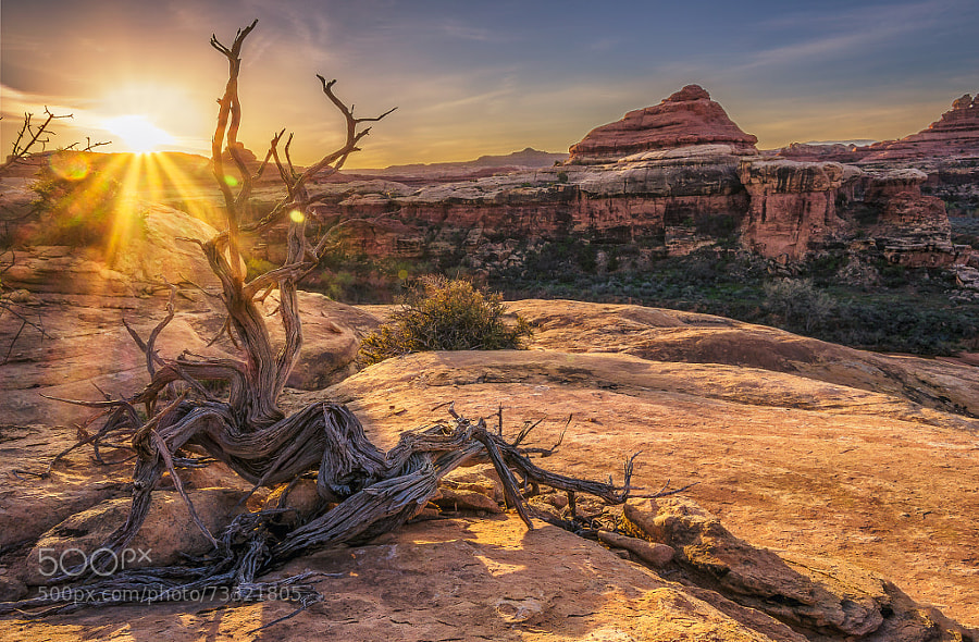 Photograph Canyonlands by Brian Rogers on 500px