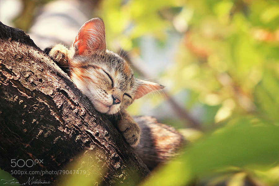 Photograph Peaceful day by Zoran Milutinovic on 500px