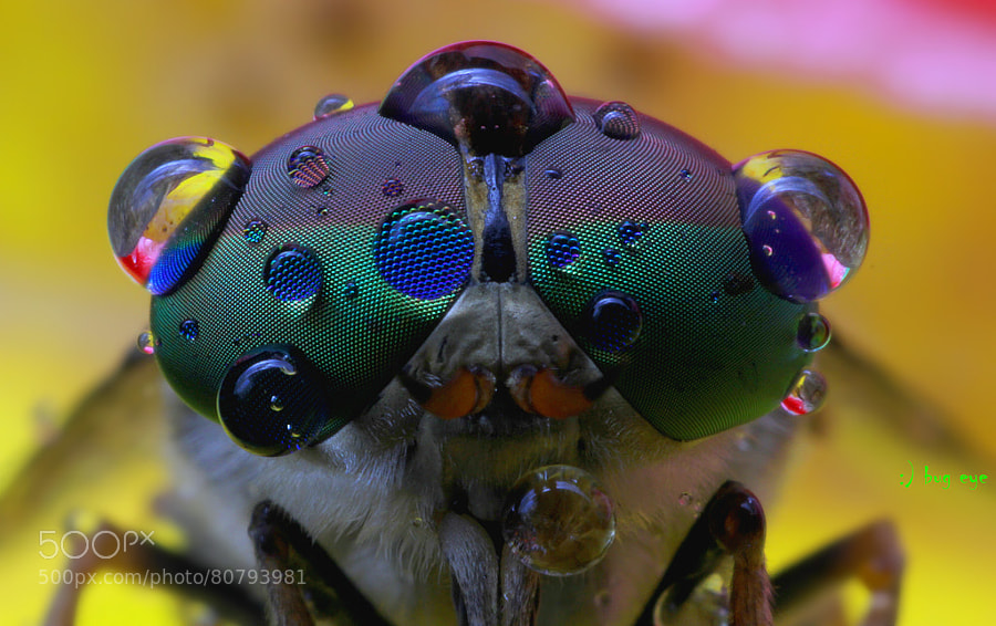 Photograph The eye by bug eye :) on 500px