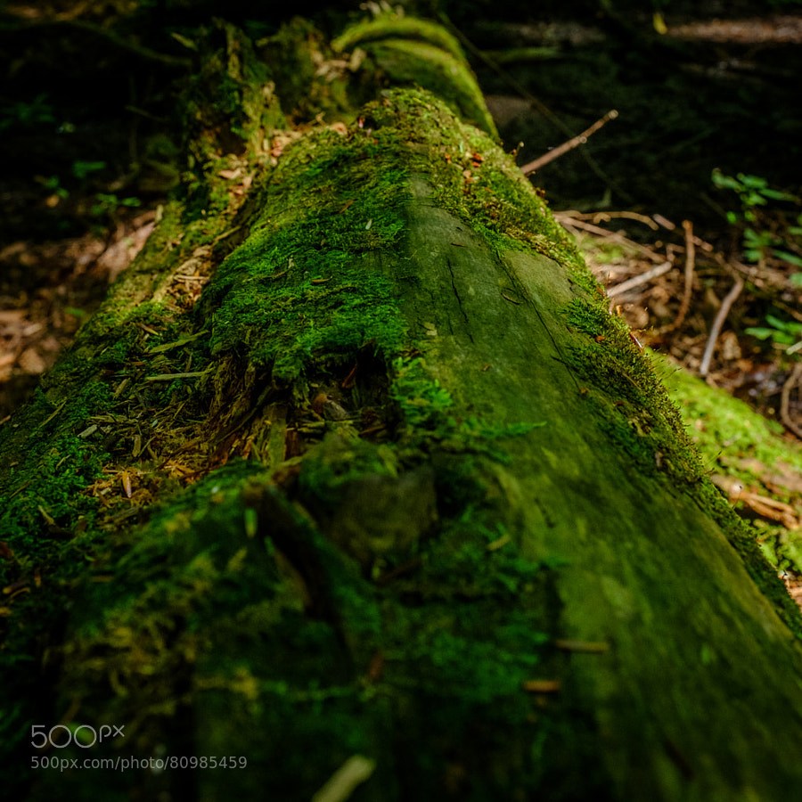 Green Log