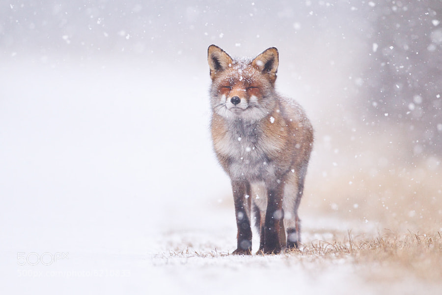 Photograph Winter wonderland by Pim Leijen on 500px