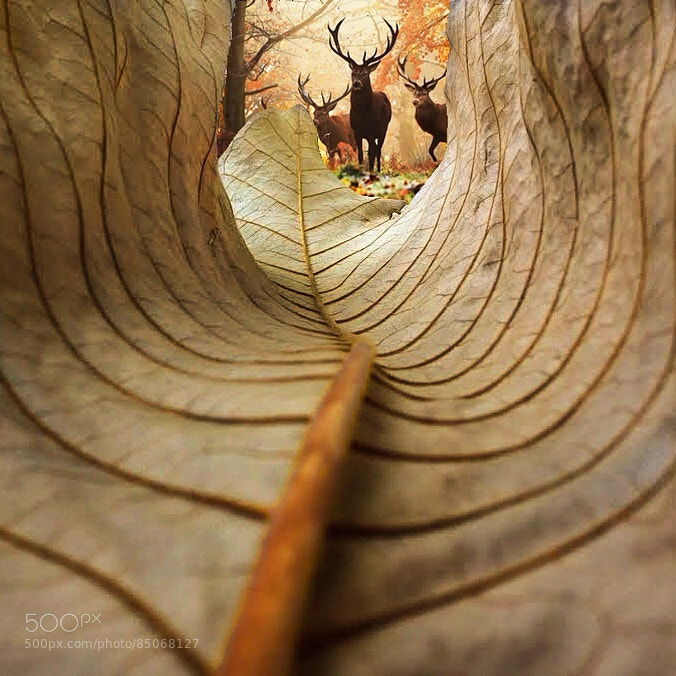 Photograph The view from a Leaf by Kobi Refaeli on 500px