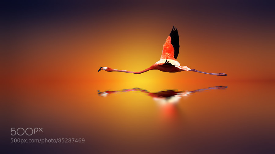 Photograph Search of Light by Josep Sumalla on 500px