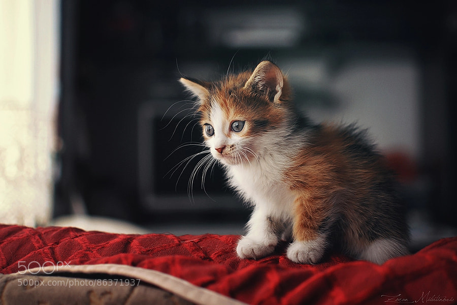 Photograph Distant look by Zoran Milutinovic on 500px