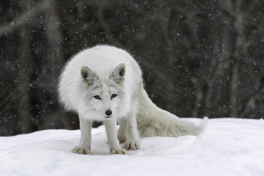 Photograph Arctic fox by Daniel Parent on 500px