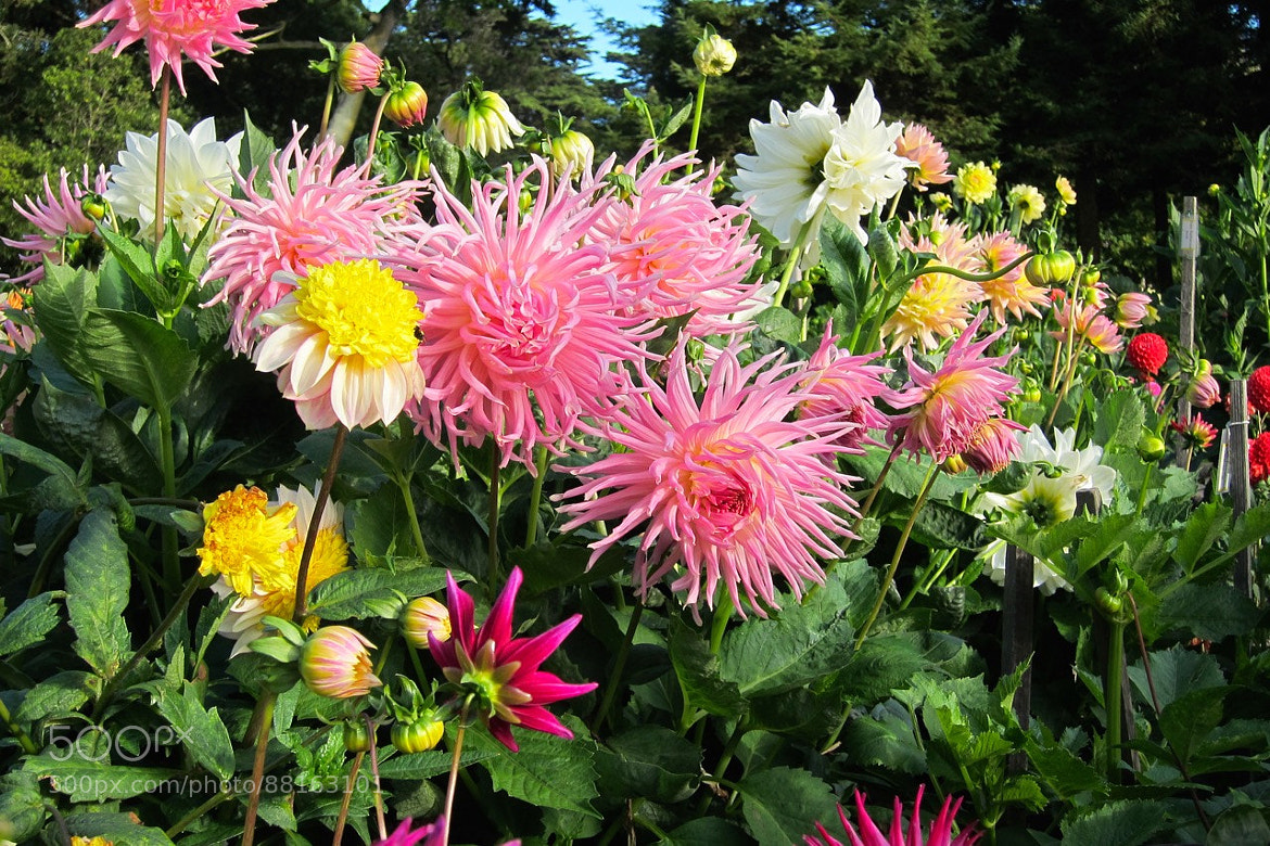 Dahlias Blooming All Around - cover
