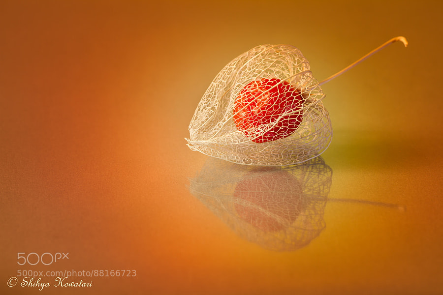 Photograph Red fruit by Shihya Kowatari on 500px