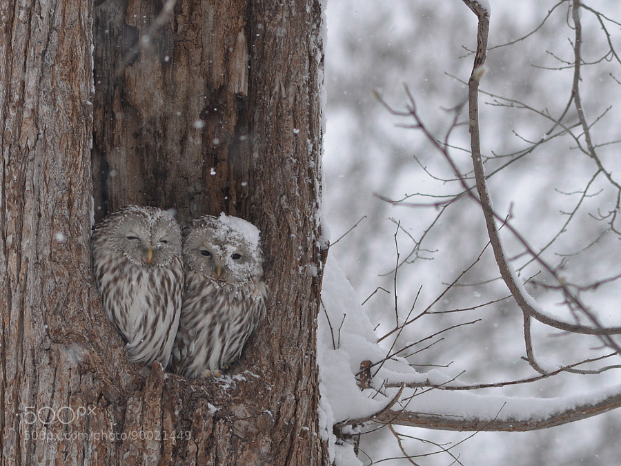 Photograph winter love owl** by Chiaki Fujino on 500px