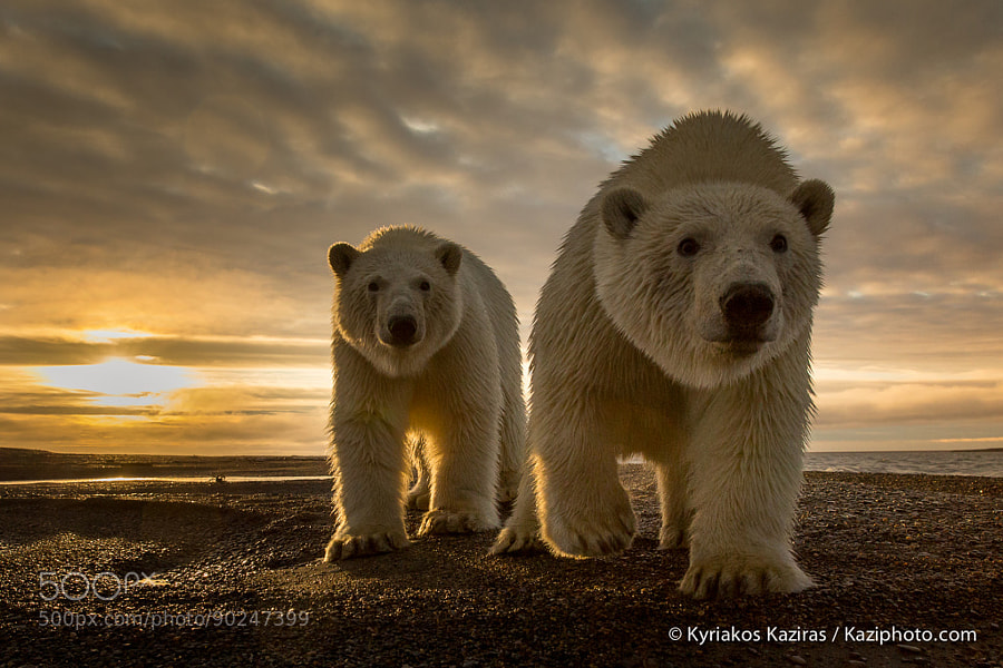 Photograph Curious Bear by Kyriakos Kaziras on 500px