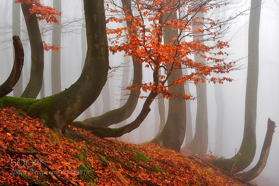 Photograph AUTUMN IN THE FOREST by TOMÁŠ MORKES on 500px