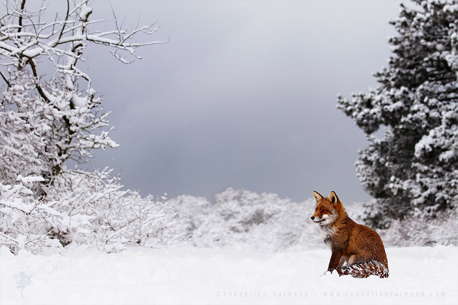 Photograph Fox in a White World by Roeselien Raimond on 500px