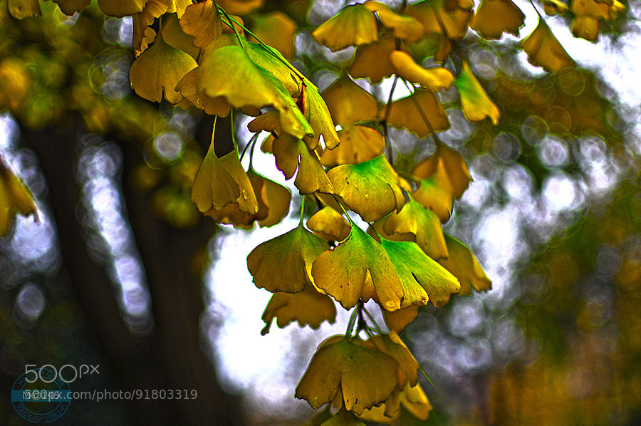Photograph autumn color by Mehmet Çoban on 500px