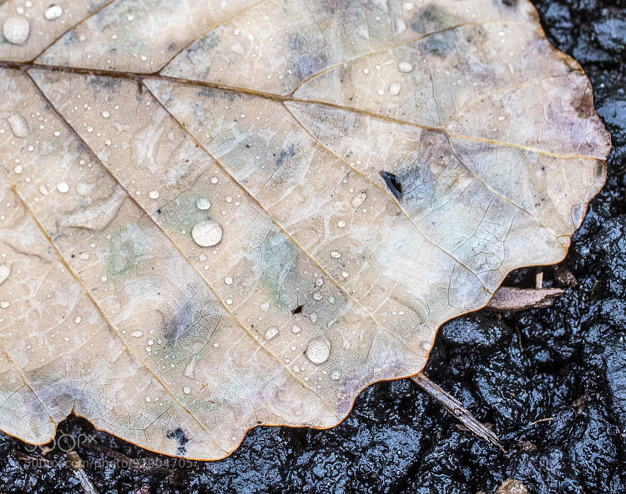 Photograph rainy day leaf by Jesse Schoch on 500px