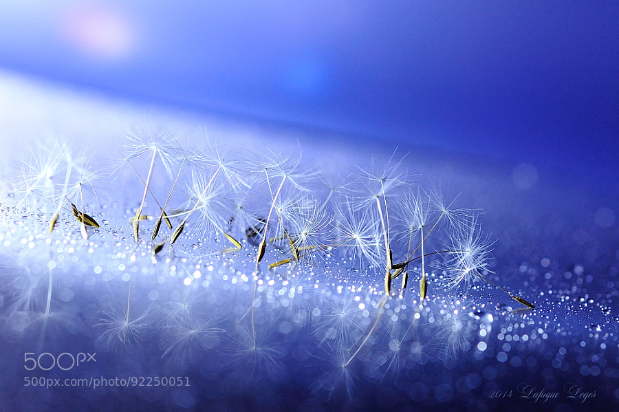 Photograph Twinkle Little Star by Lafugue Logos   on 500px