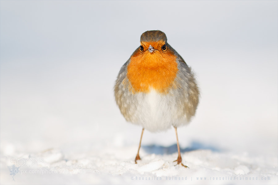 Photograph Angry Bird by Roeselien Raimond on 500px