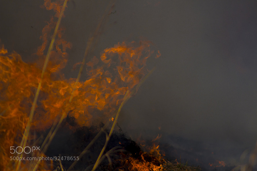 Photograph Controlled Burn by Jeff Carter on 500px