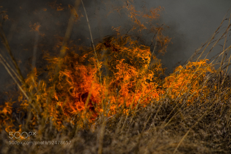 Photograph Neil Smith Controlled Burn by Jeff Carter on 500px
