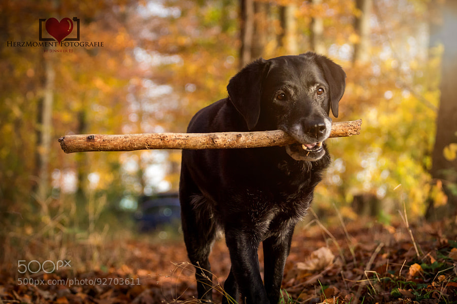 Photograph The big stick by HerzMoment Fotografie on 500px