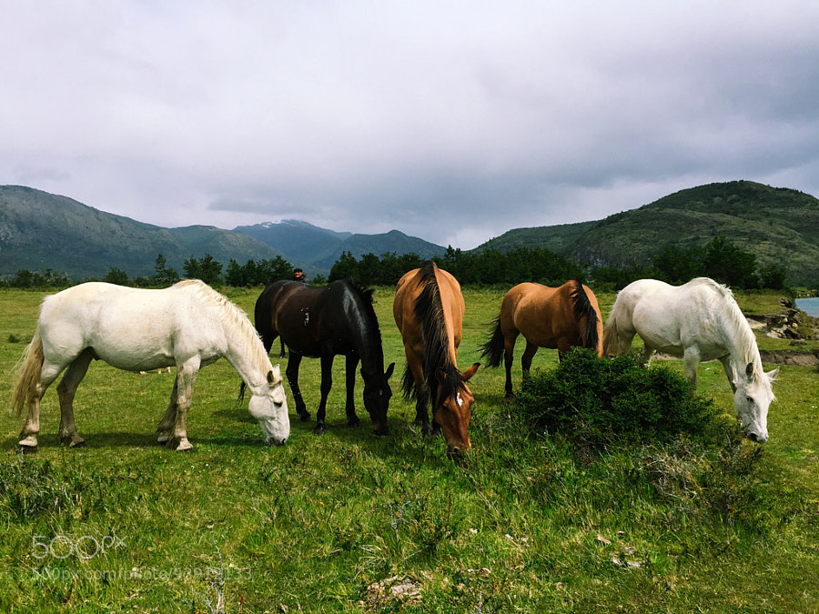 Photograph 5 Horses of Torres Del Paine by Evgeny Tchebotarev on 500px