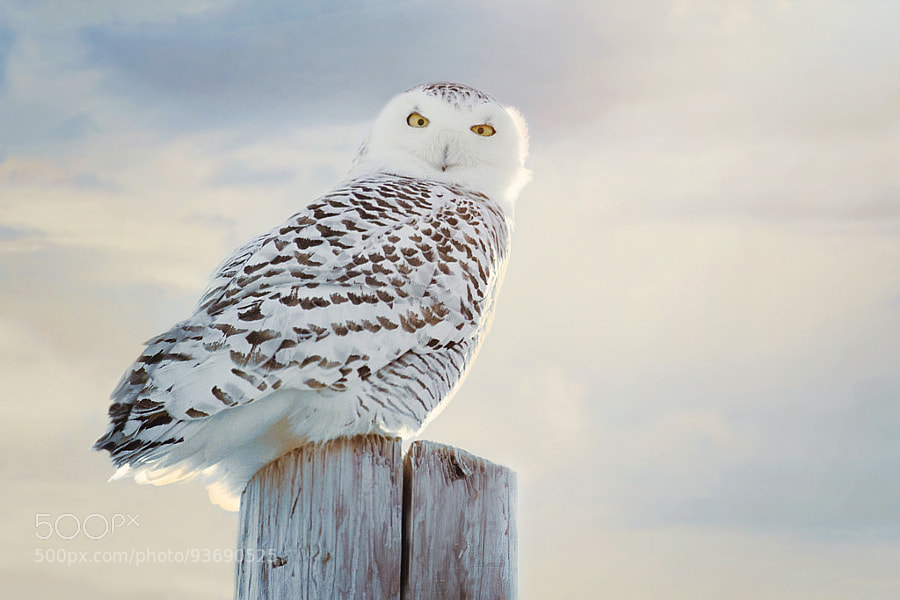 Photograph Snowy Owl 2 by Shauna Kenworthy on 500px
