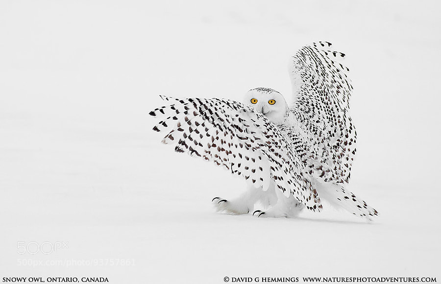 Photograph Snowy Owl by David Hemmings on 500px