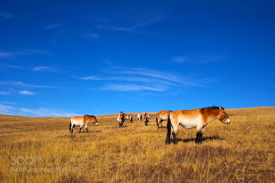 Photograph Wild Horses, Mongolia by parentheticalpilgrim on 500px